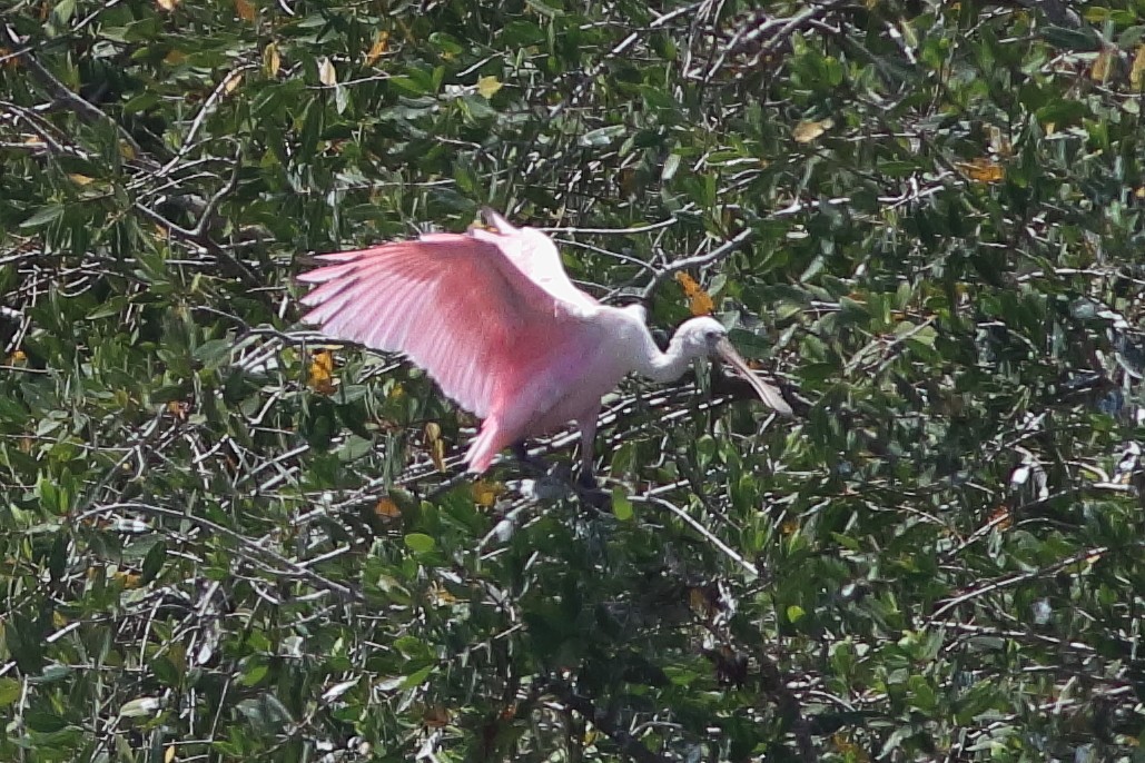 Roseate Spoonbill - ML626784520