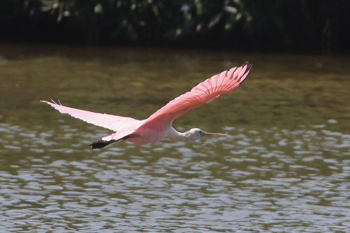 Roseate Spoonbill - ML626784521