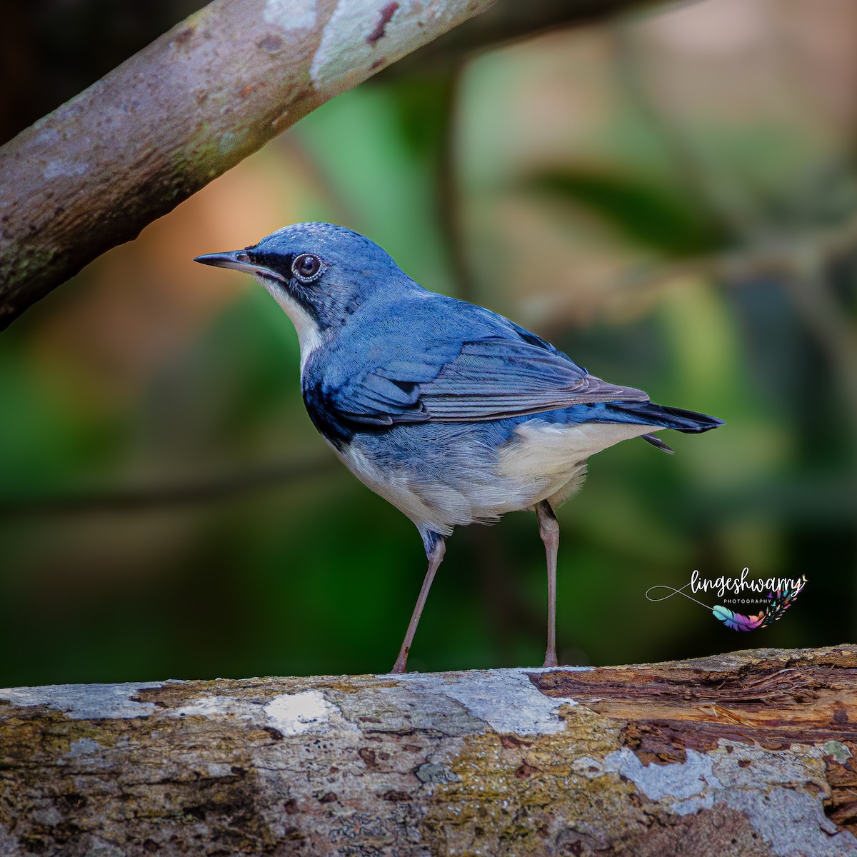 Siberian Blue Robin - ML626784522