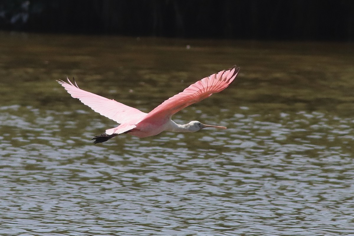 Roseate Spoonbill - ML626784523