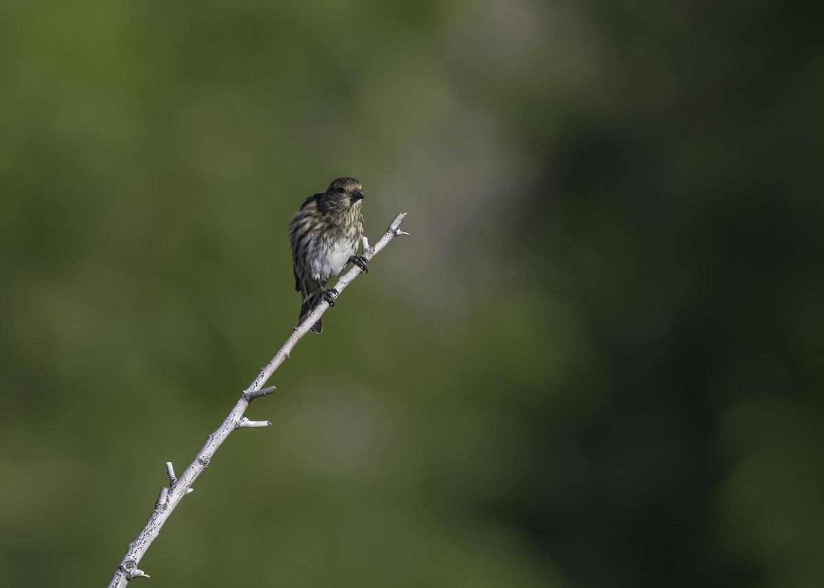 Pine Siskin - ML626784525