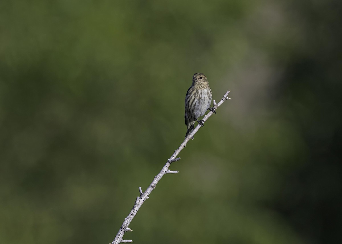 Pine Siskin - ML626784526