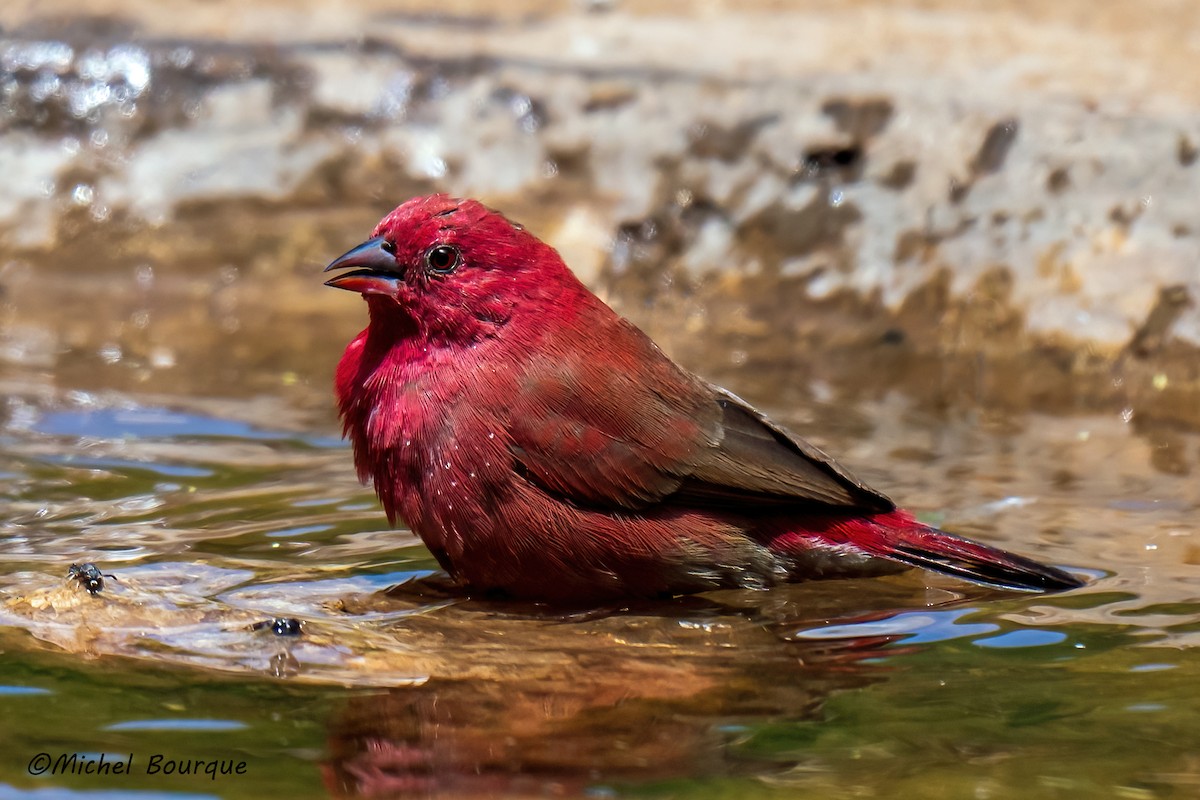 Red-billed Firefinch - ML626784528