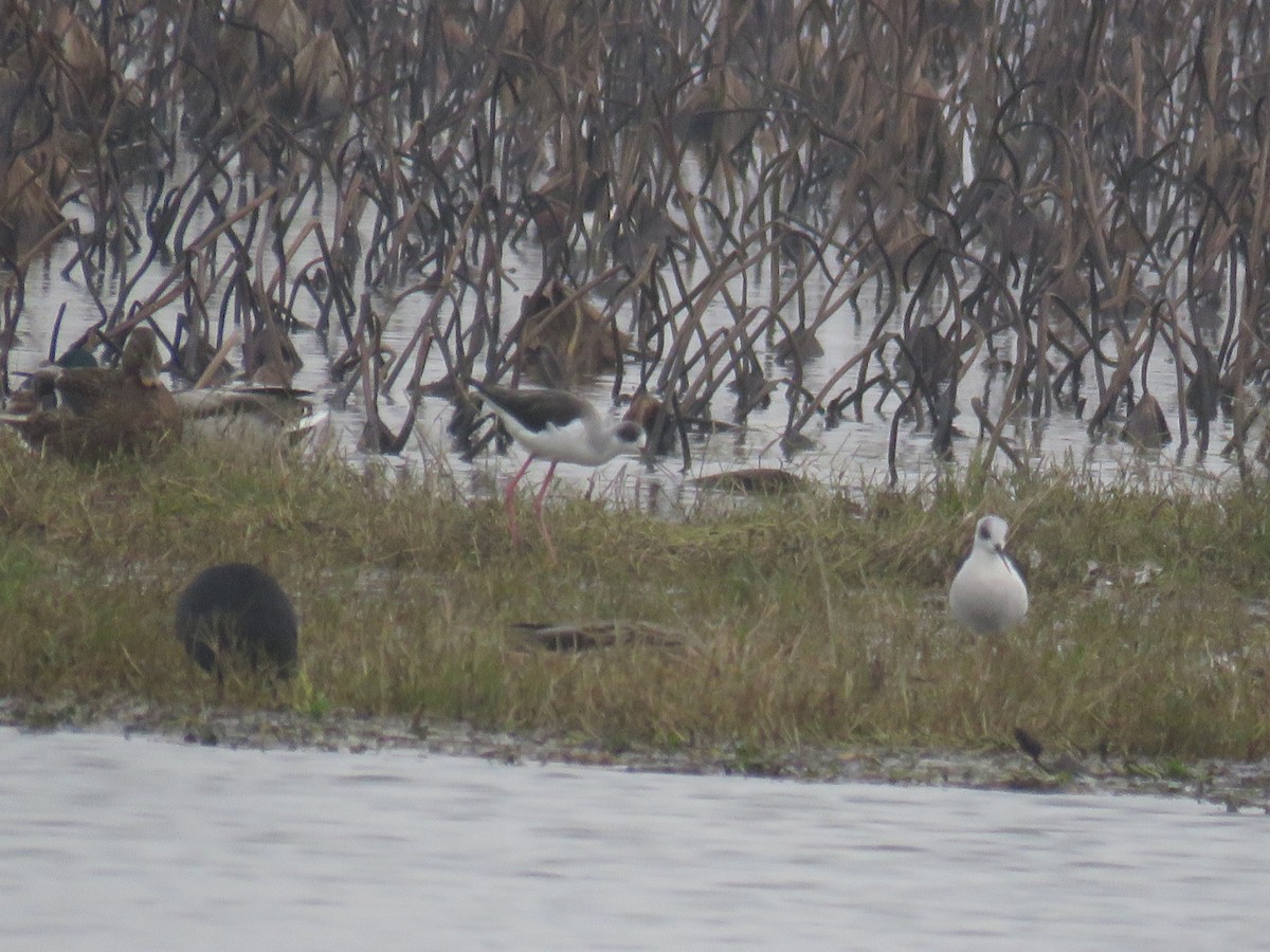 Black-winged Stilt - ML626784529