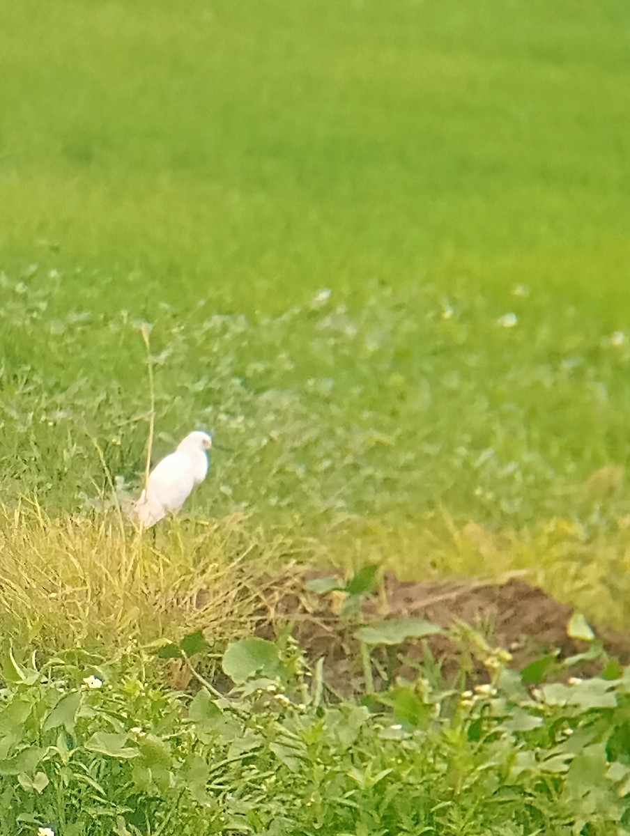 Snowy Egret - ML626784530