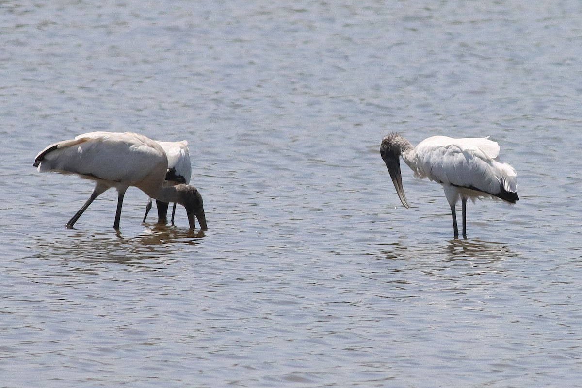 Wood Stork - ML626784531