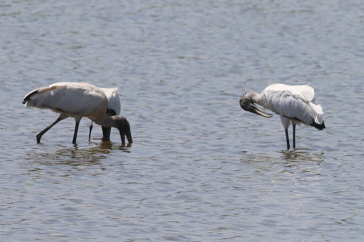 Wood Stork - ML626784532