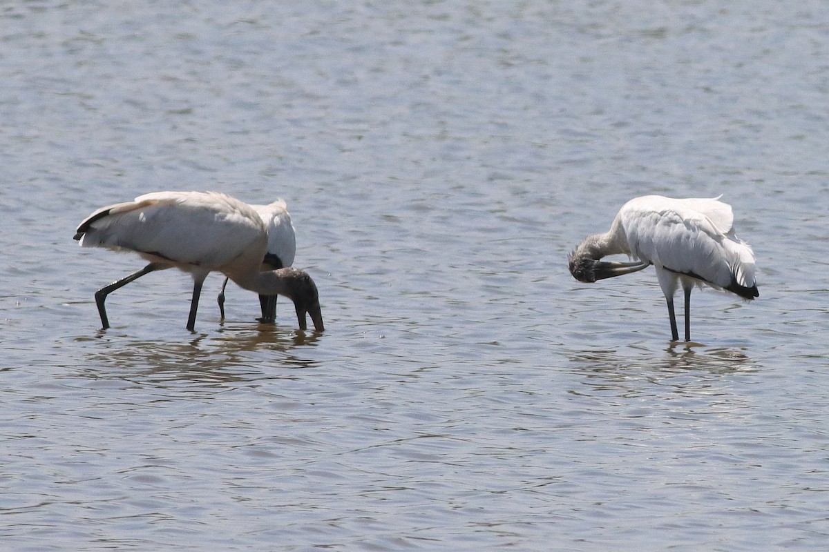 Wood Stork - ML626784533