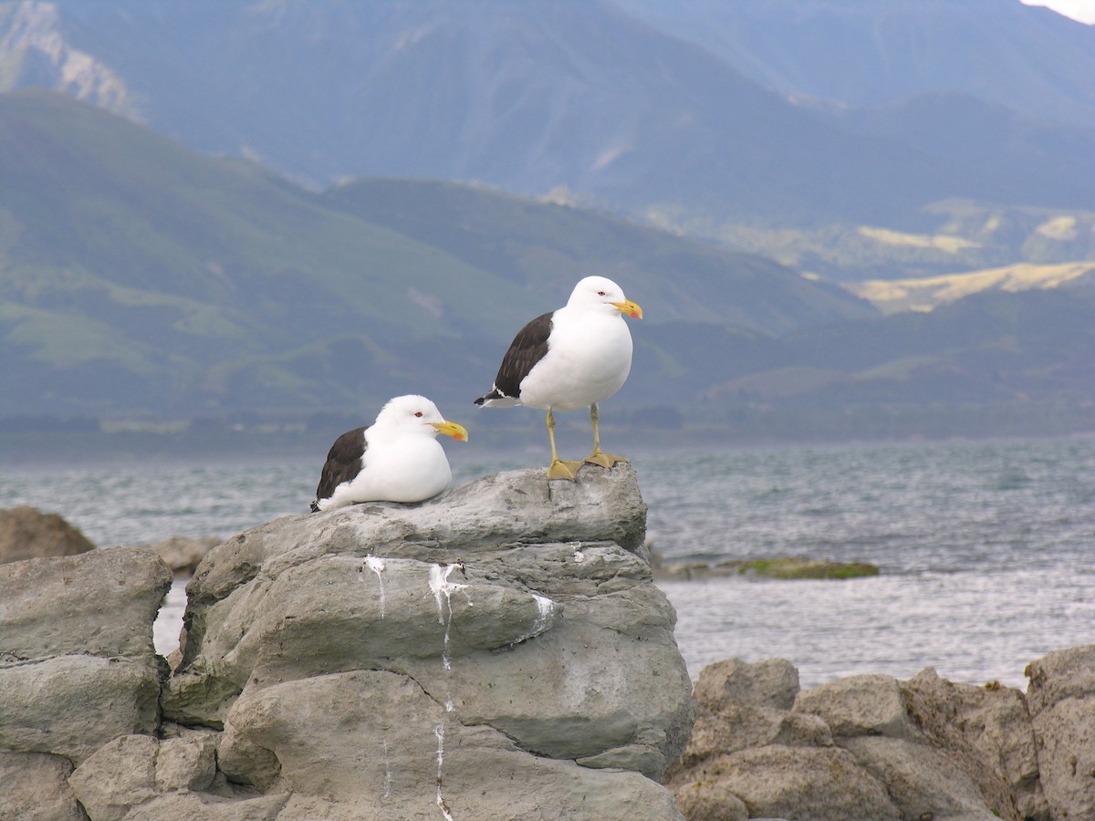 Kelp Gull - ML626784534