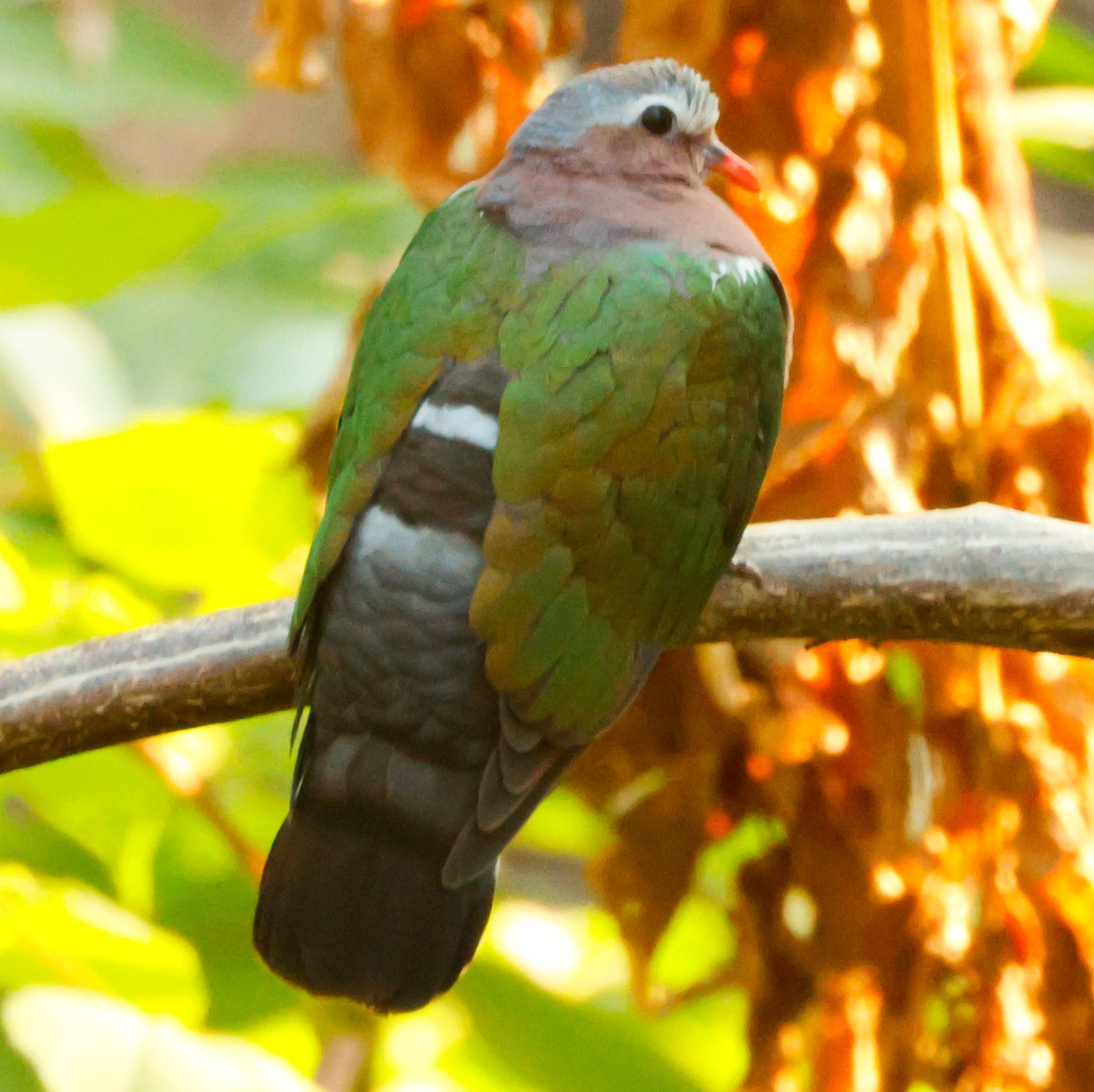 Asian Emerald Dove - ML626784535