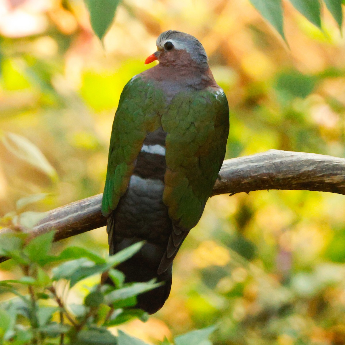 Asian Emerald Dove - ML626784536