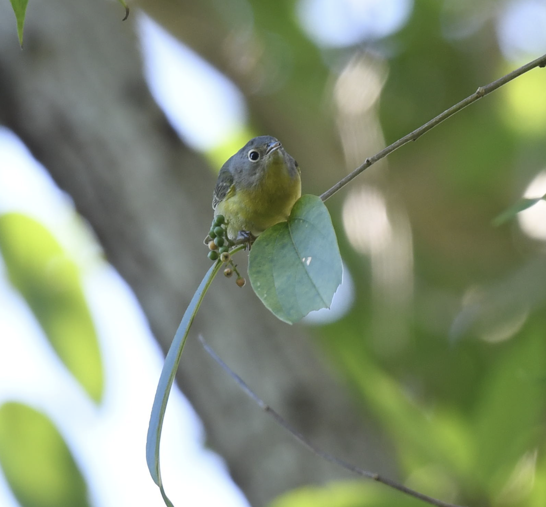 Nashville Warbler - ML626784538