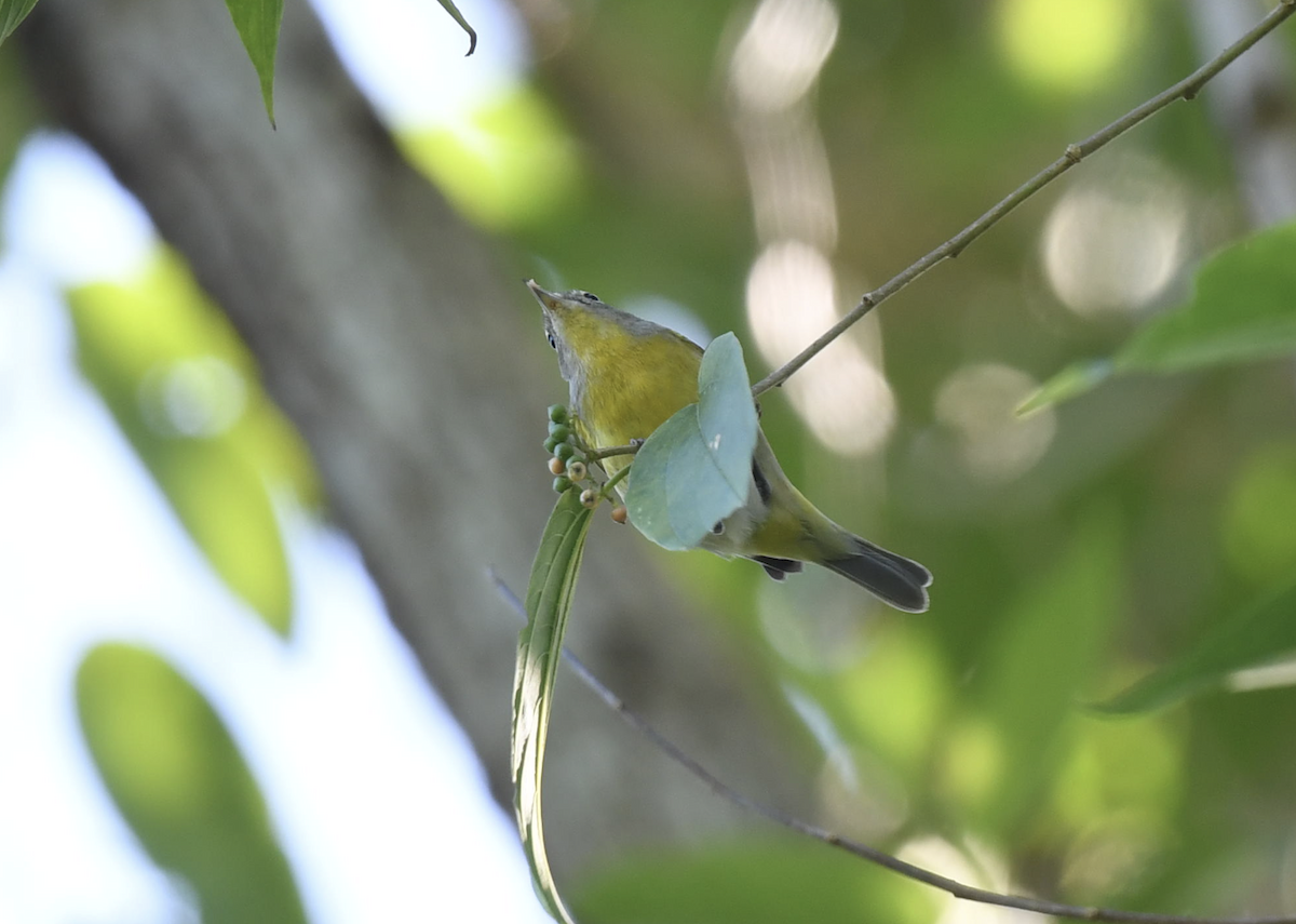 Nashville Warbler - ML626784539