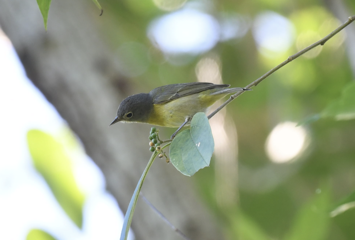 Nashville Warbler - ML626784540