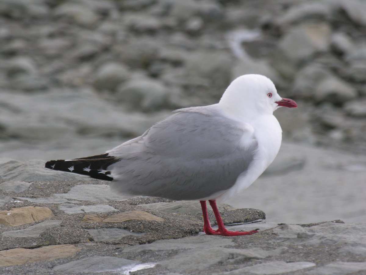 Silver Gull (Red-billed) - ML626784542