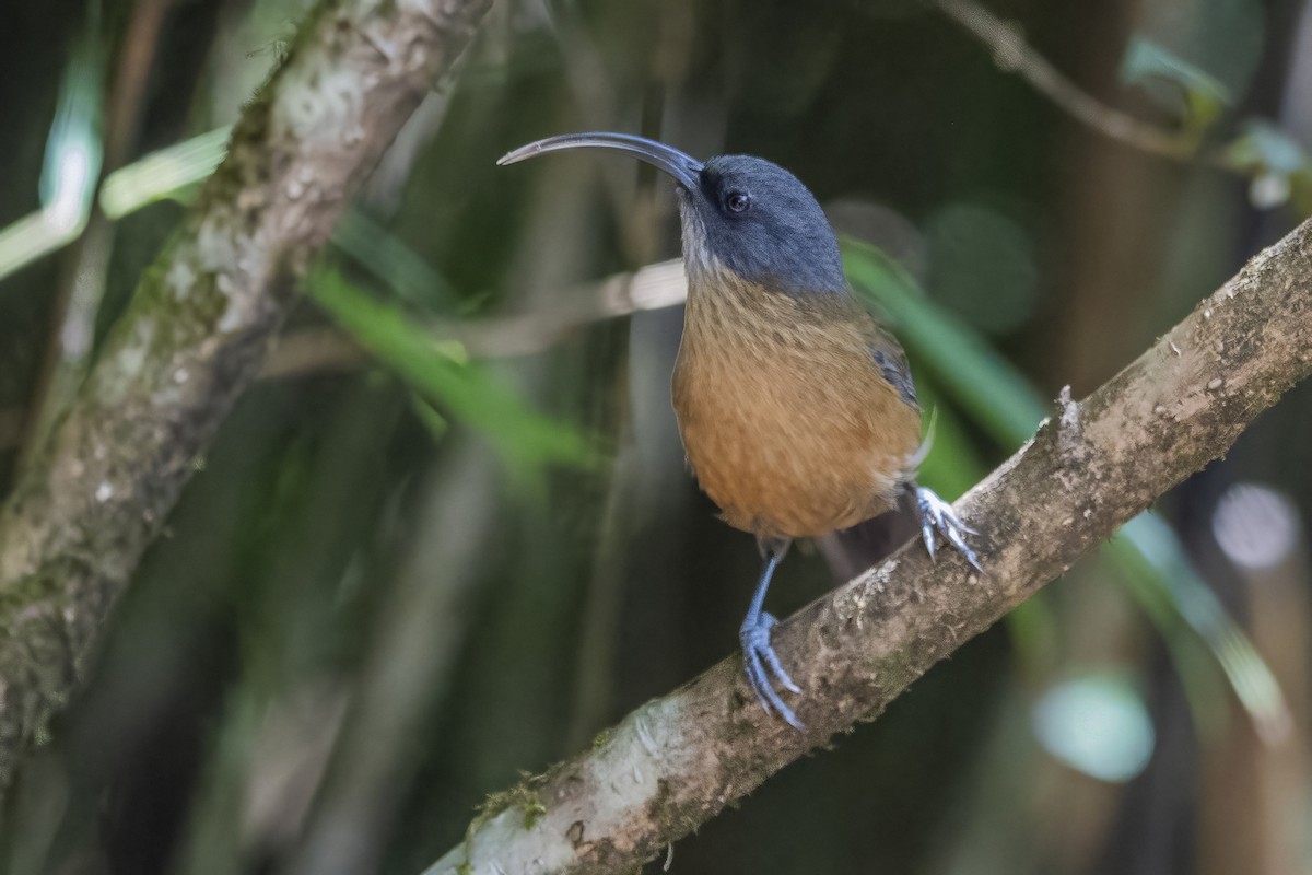 Slender-billed Scimitar-Babbler - ML626784555