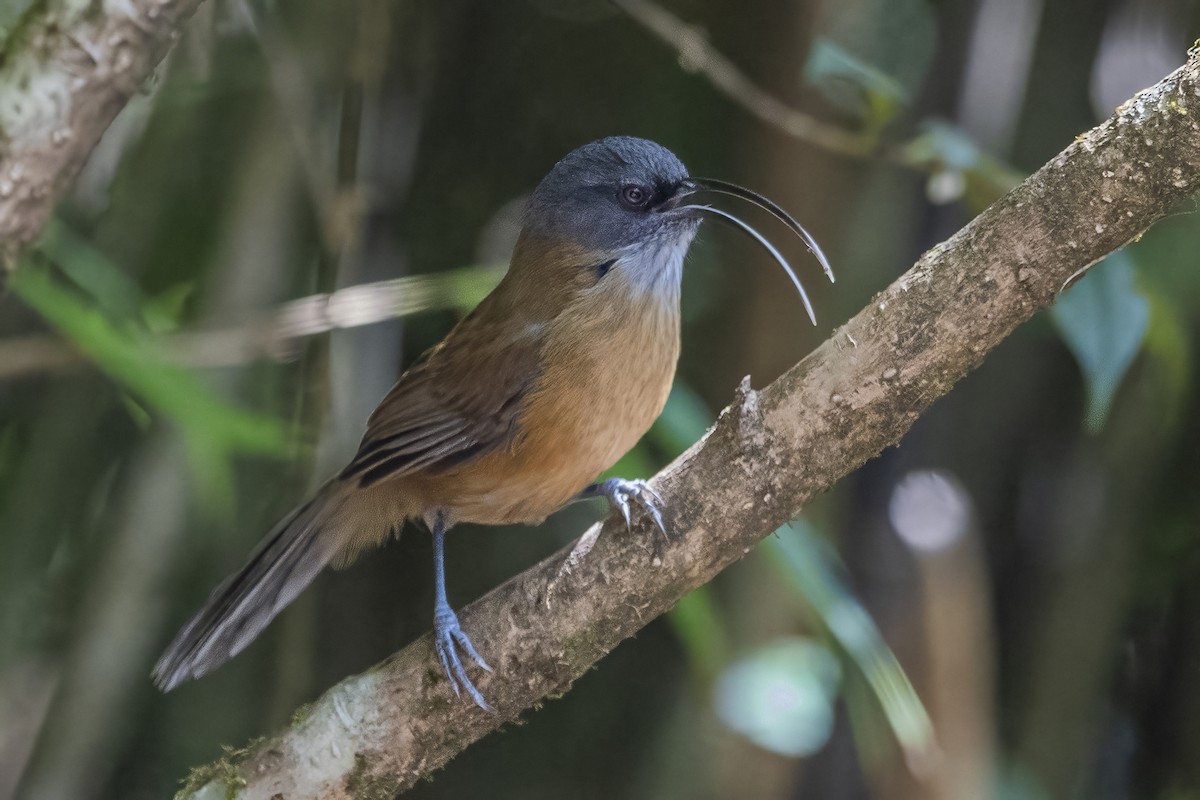 Slender-billed Scimitar-Babbler - ML626784557