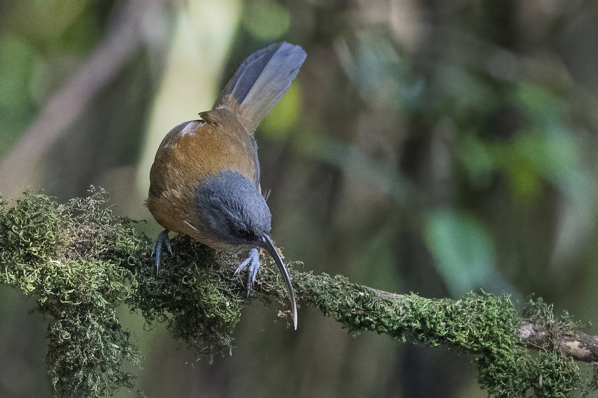 Slender-billed Scimitar-Babbler - ML626784561