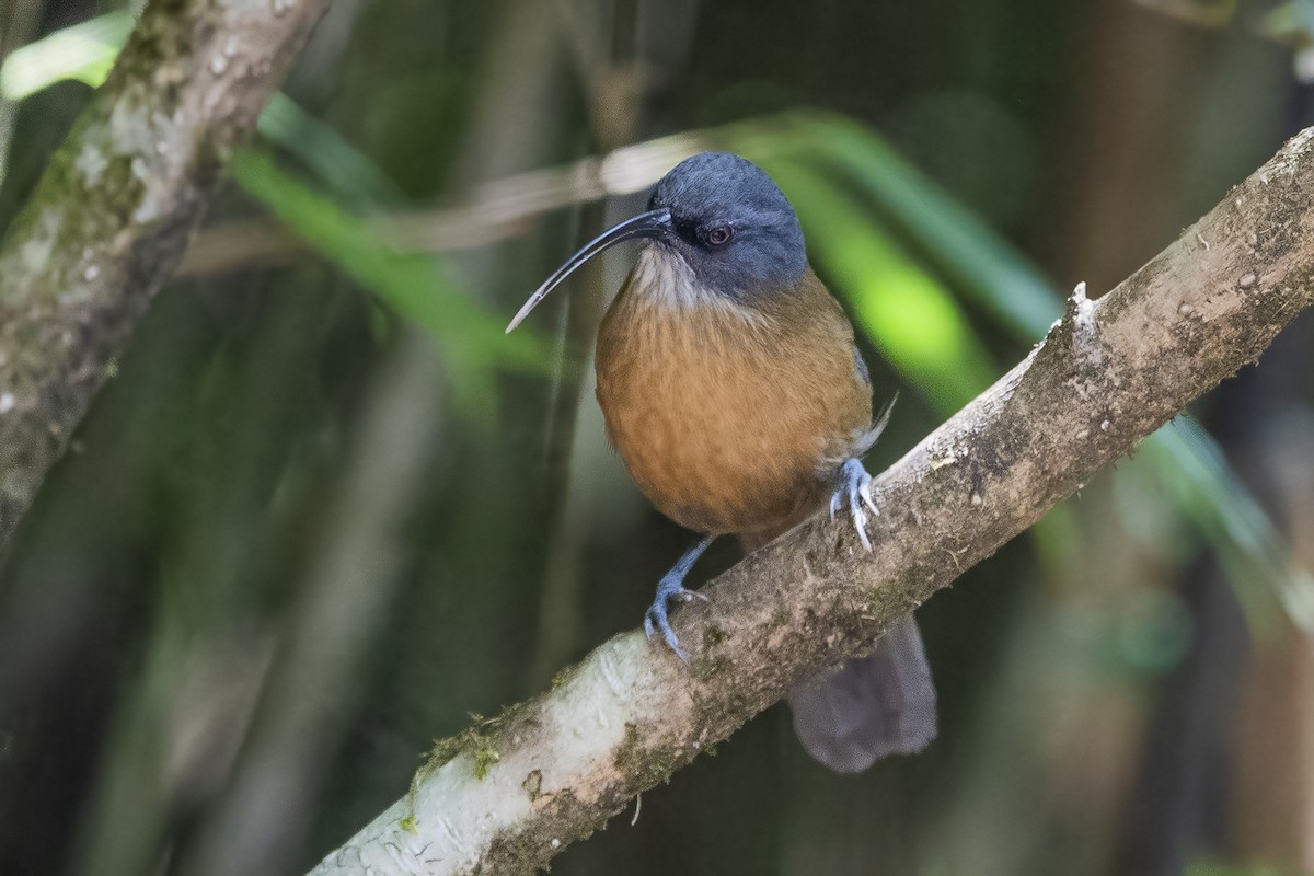 Slender-billed Scimitar-Babbler - ML626784562