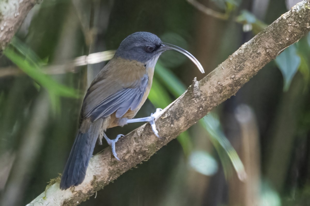 Slender-billed Scimitar-Babbler - ML626784563