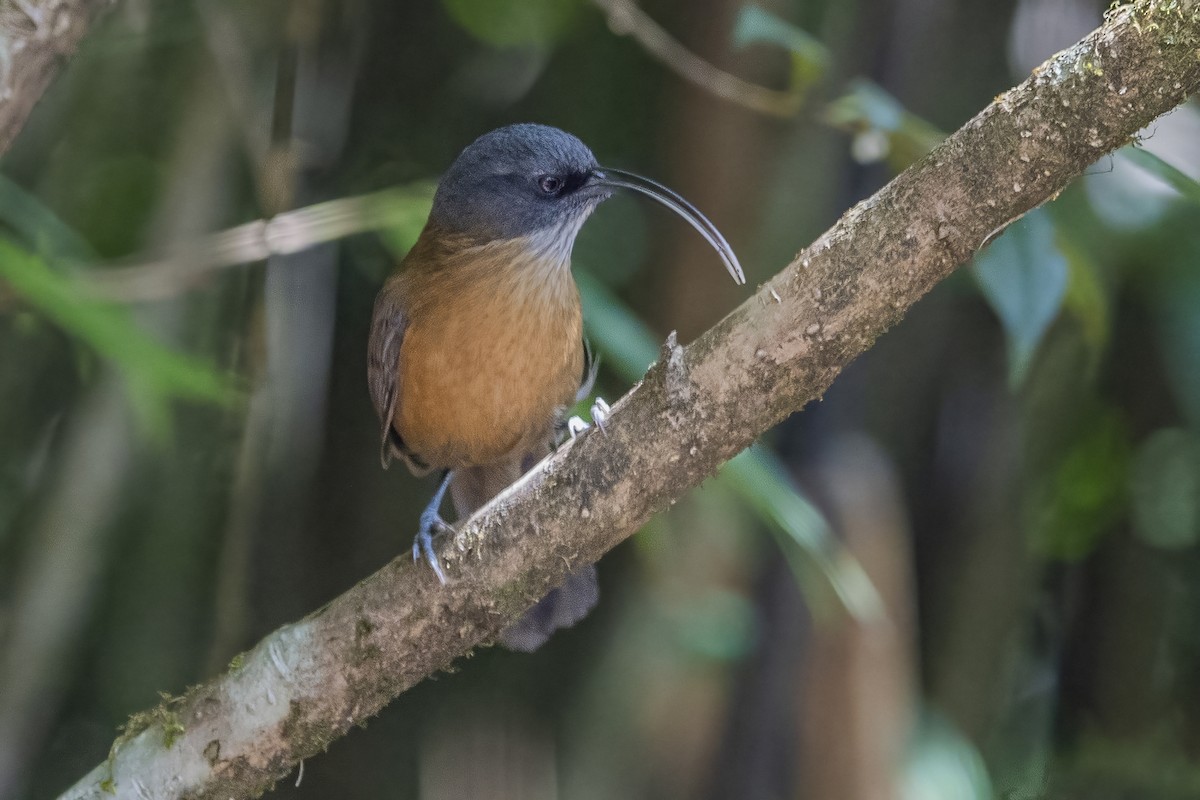 Slender-billed Scimitar-Babbler - ML626784564