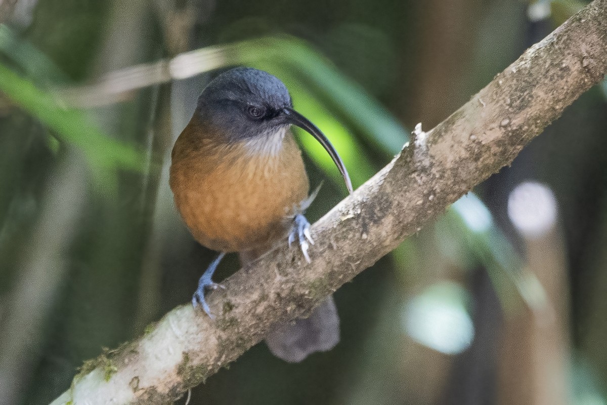 Slender-billed Scimitar-Babbler - ML626784565