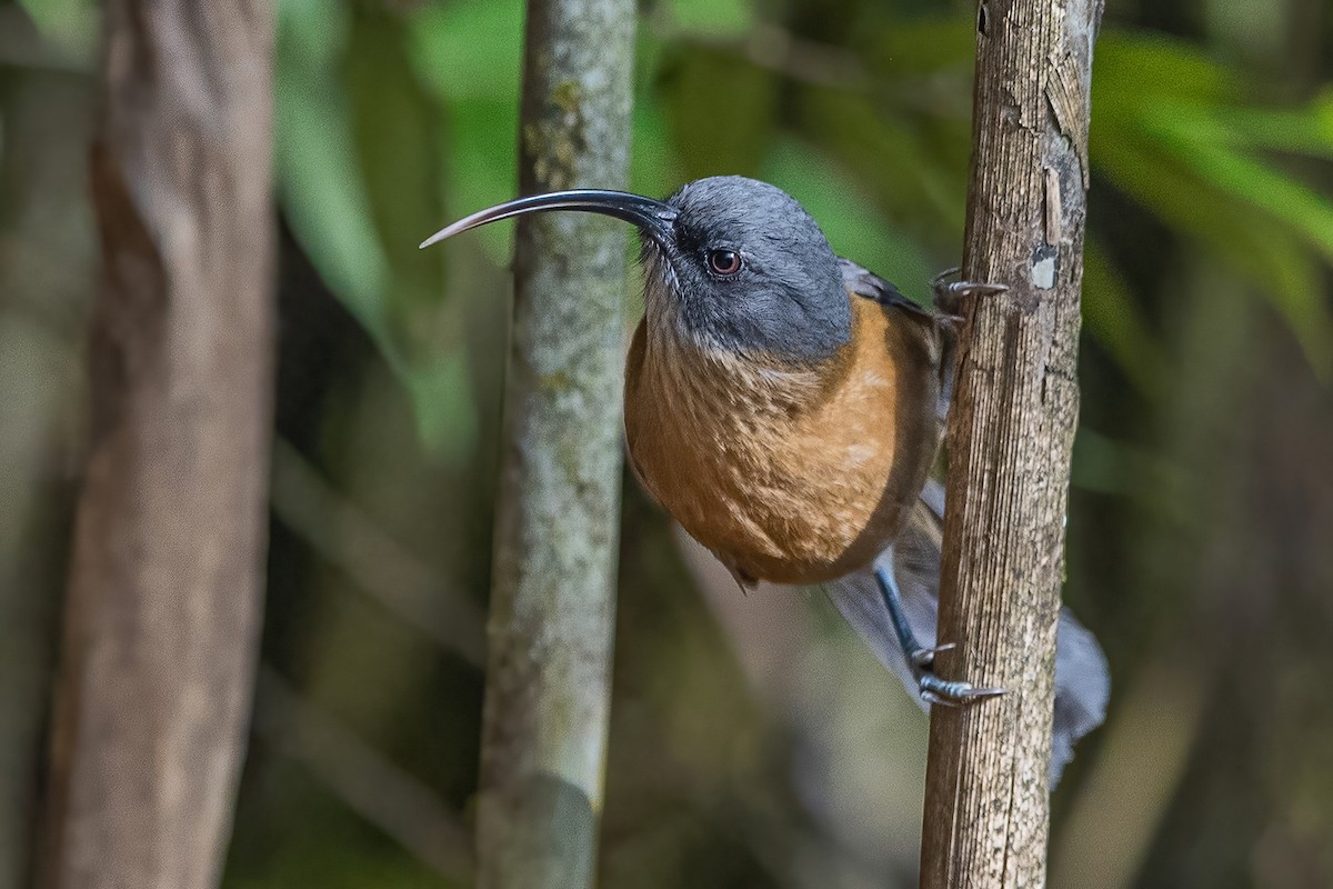 Slender-billed Scimitar-Babbler - ML626784566