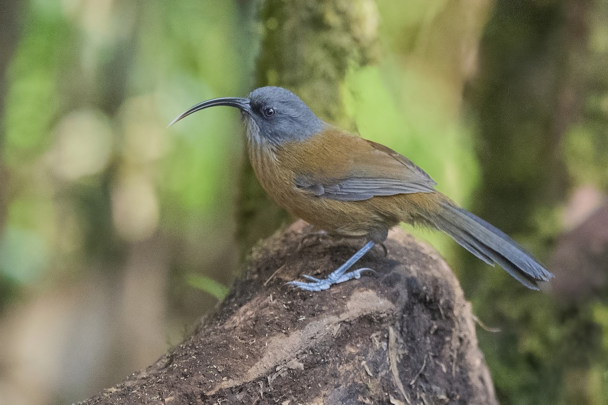 Slender-billed Scimitar-Babbler - ML626784595