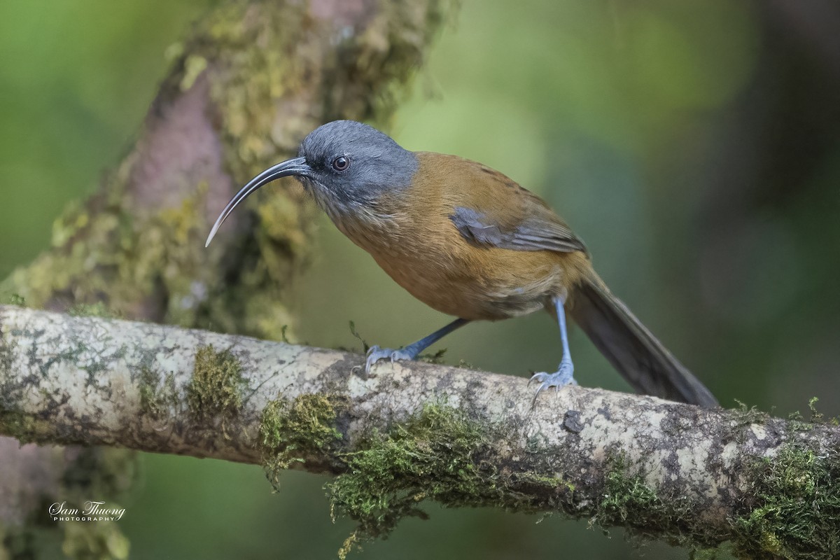 Slender-billed Scimitar-Babbler - ML626784596