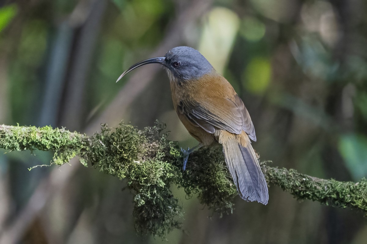 Slender-billed Scimitar-Babbler - ML626784597