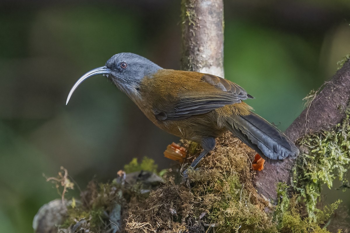 Slender-billed Scimitar-Babbler - ML626784598