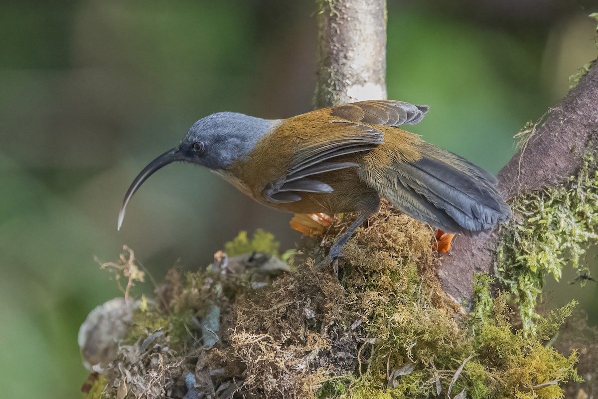 Slender-billed Scimitar-Babbler - ML626784599