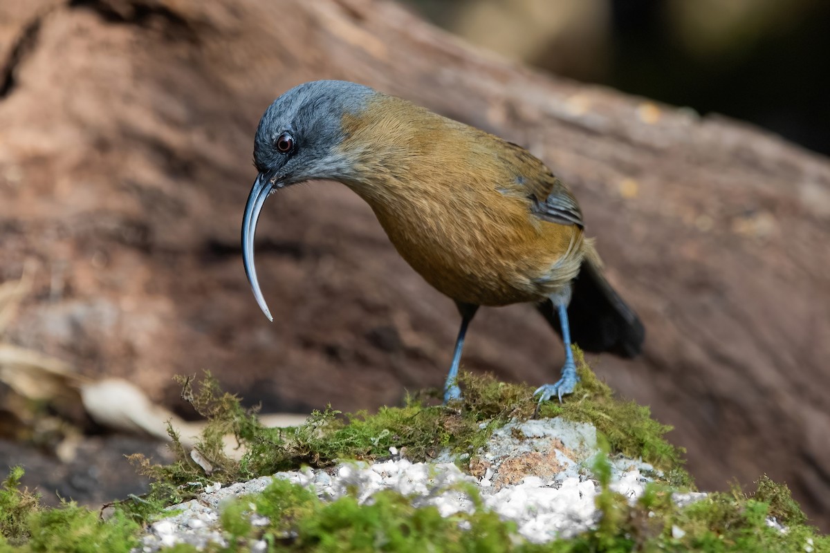 Slender-billed Scimitar-Babbler - ML626784625