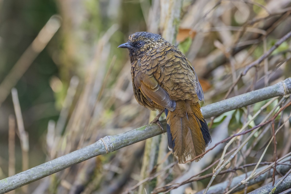 Scaly Laughingthrush - ML626784660