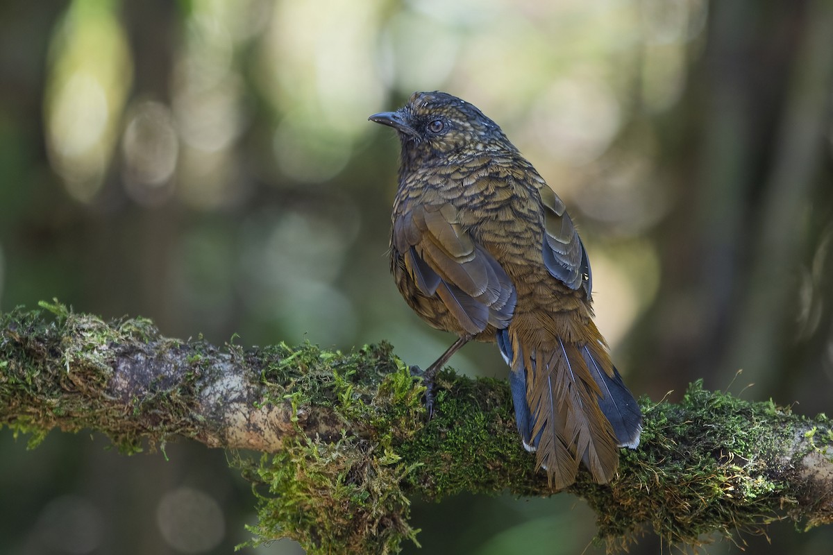 Scaly Laughingthrush - ML626784661