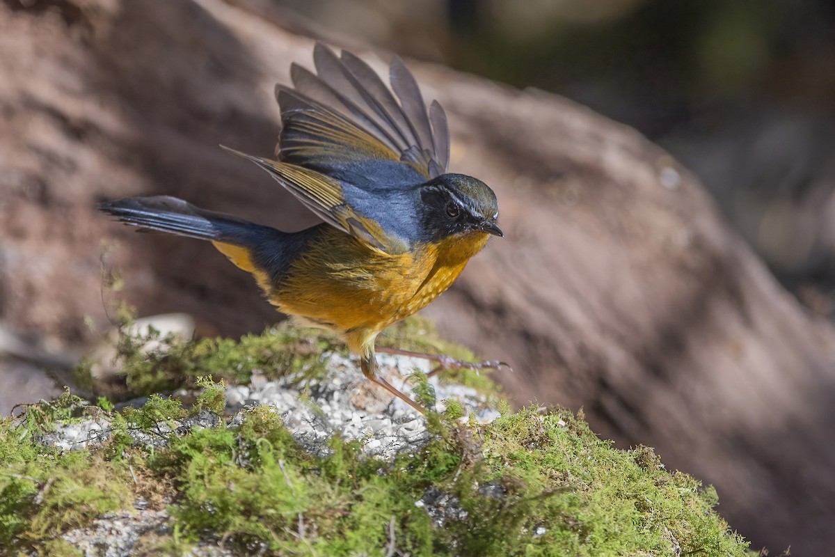 White-browed Bush-Robin - ML626784704