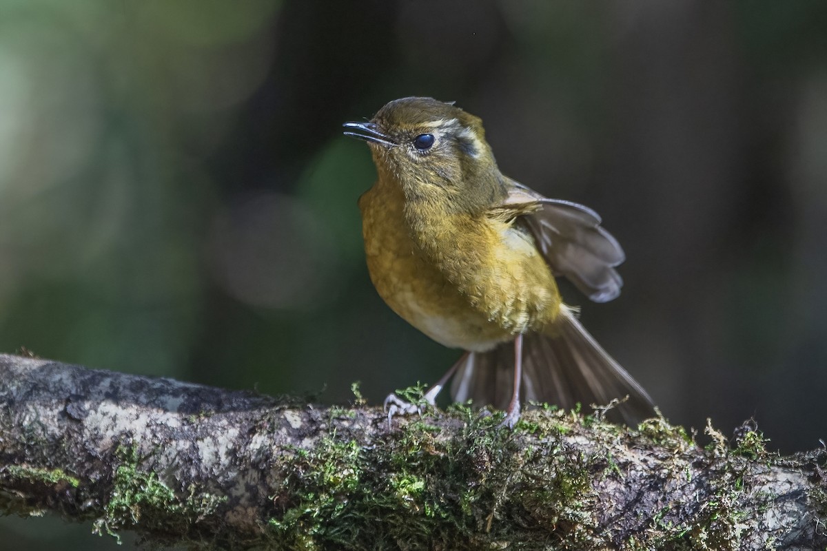 White-browed Bush-Robin - ML626784724