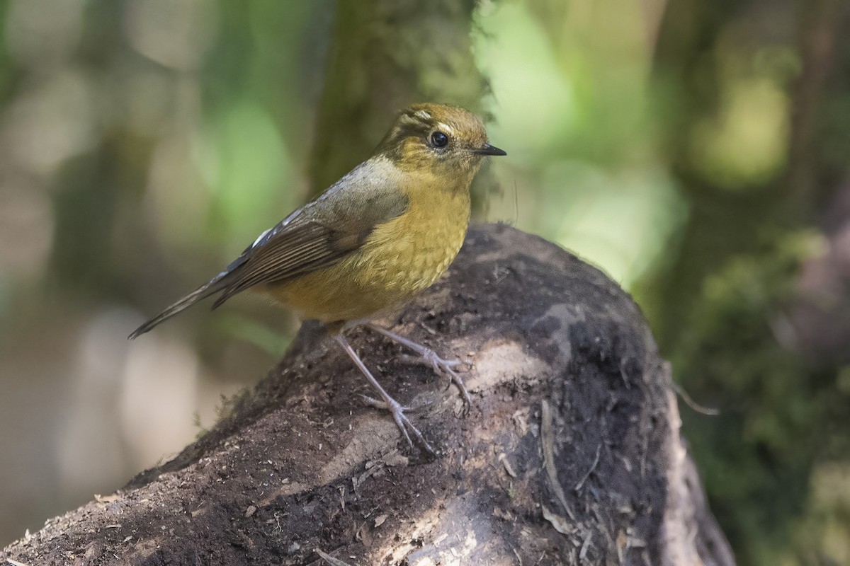 White-browed Bush-Robin - ML626784725