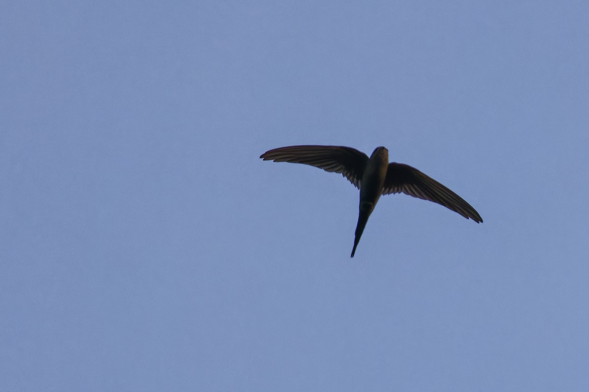 African Palm Swift - ML626784796