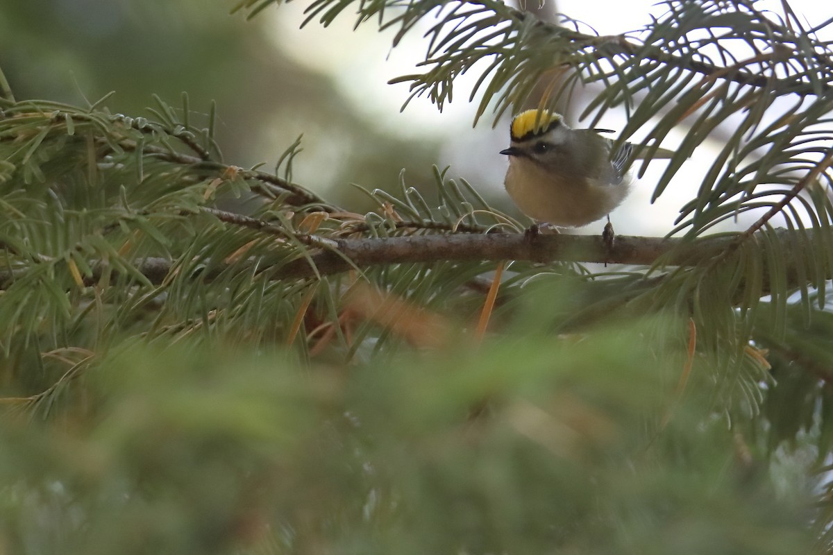 Golden-crowned Kinglet - ML626784799