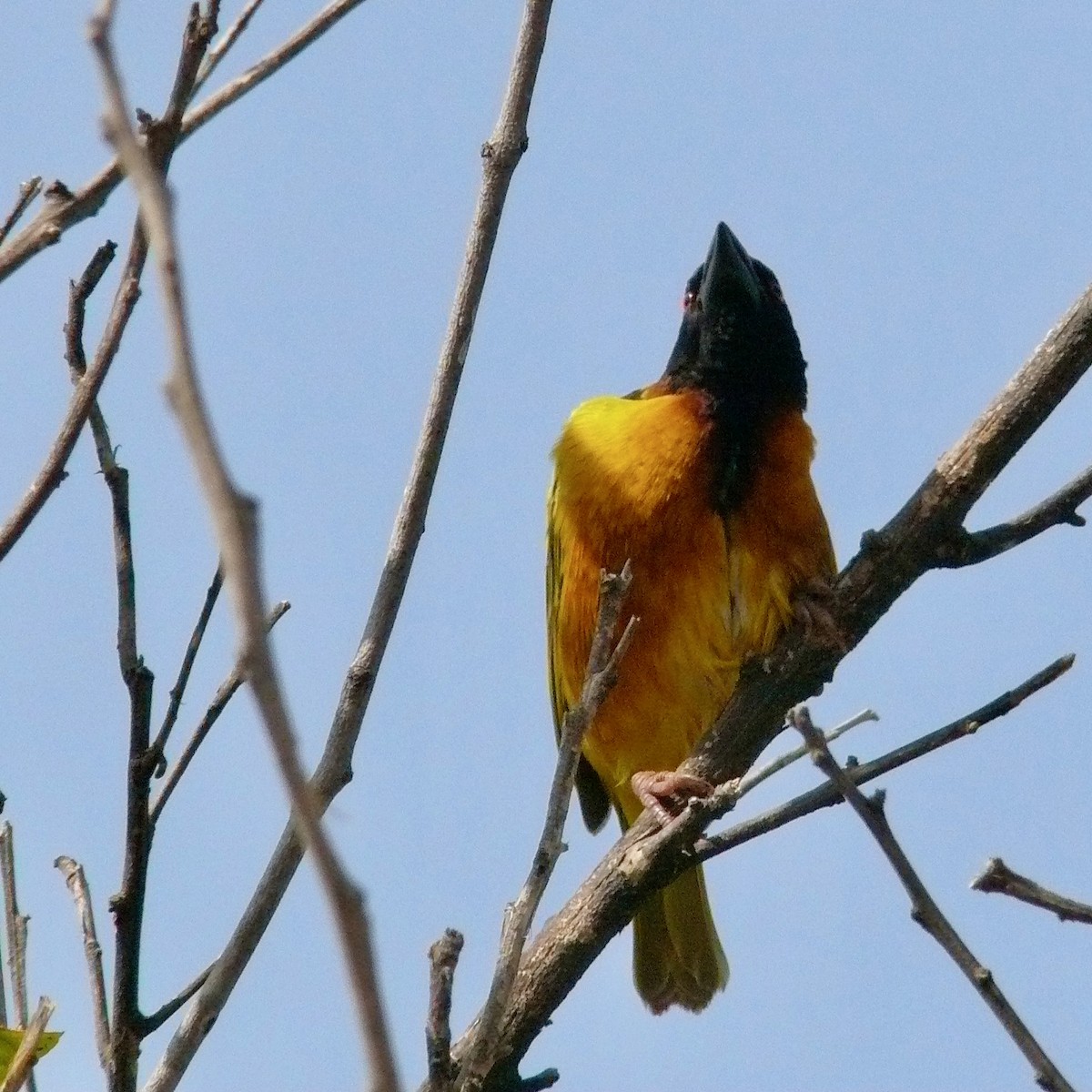 Village Weaver - ML626784801