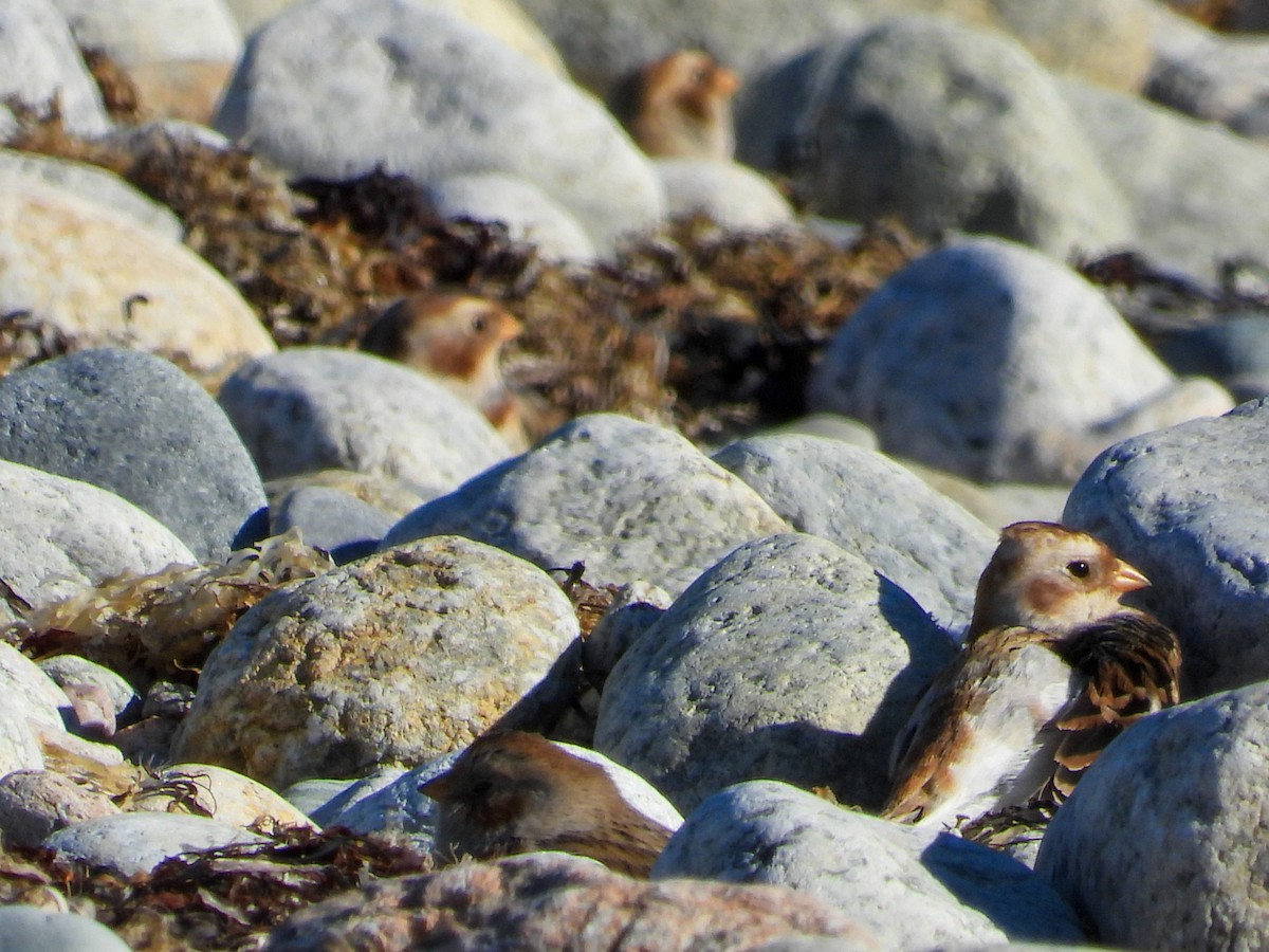 Snow Bunting - ML626784803