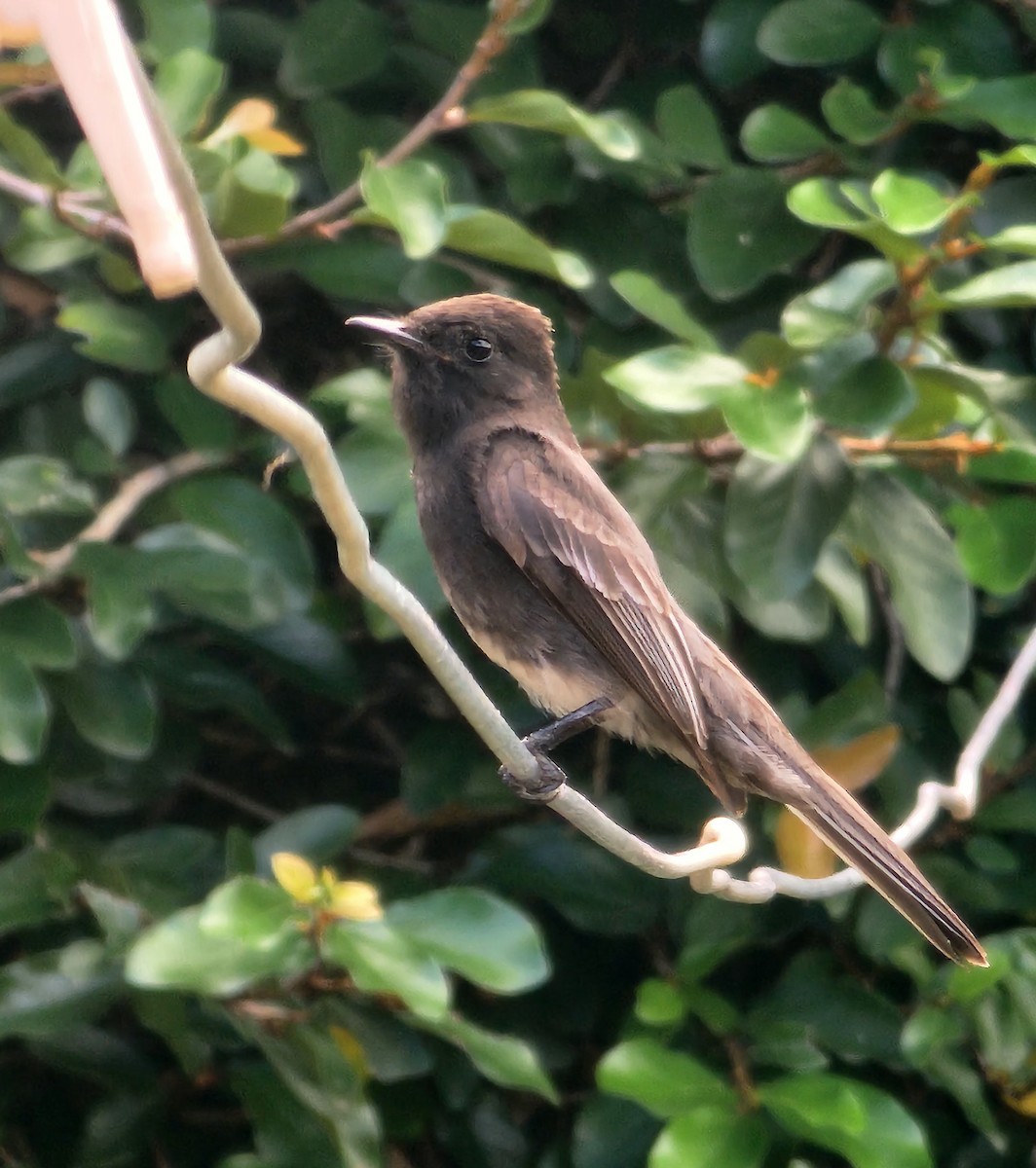 Black Phoebe - ML626784805