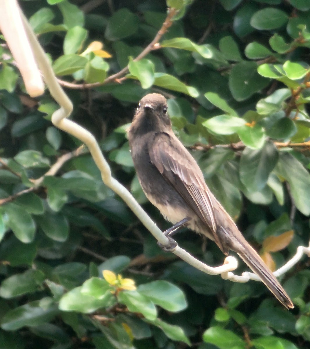 Black Phoebe - ML626784806