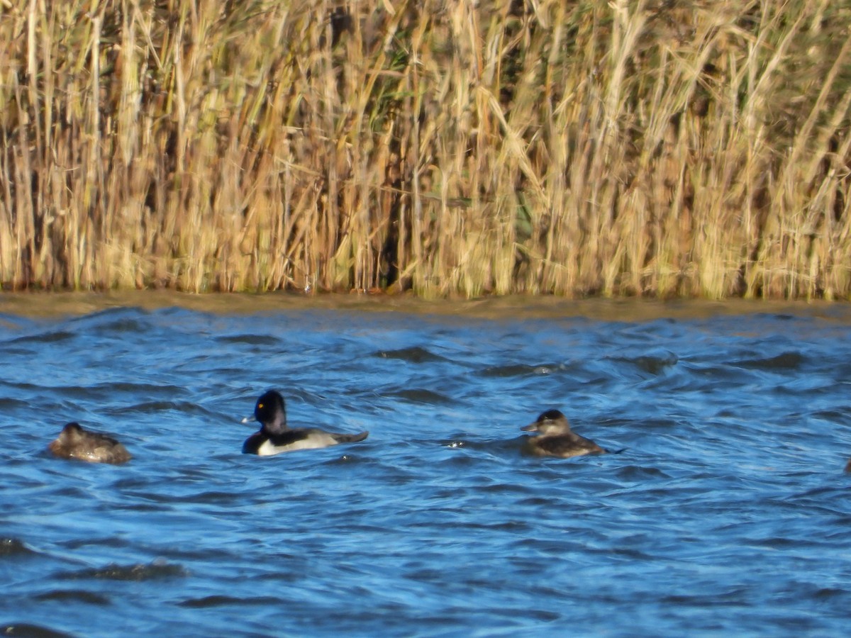 Ring-necked Duck - ML626784807