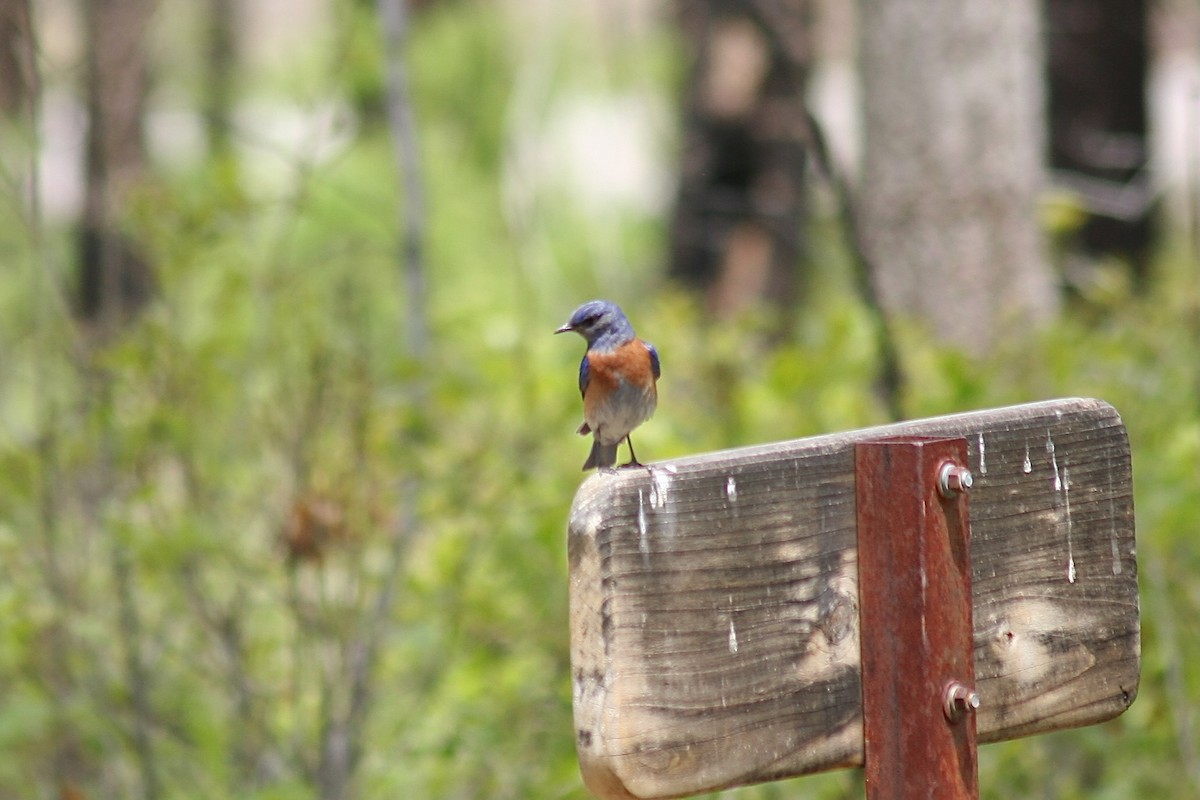 Western Bluebird - ML626784808