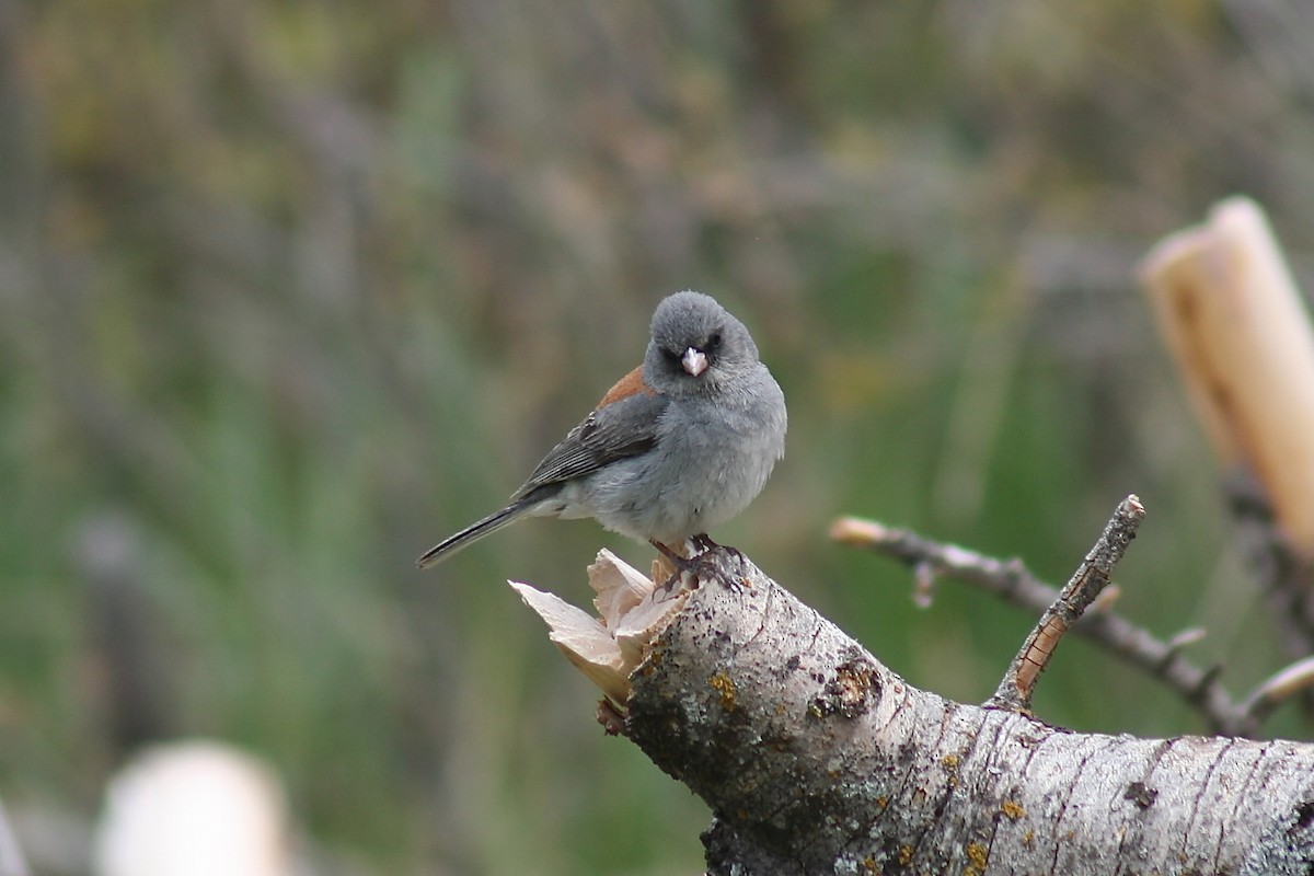 Dark-eyed Junco (Gray-headed) - ML626784809