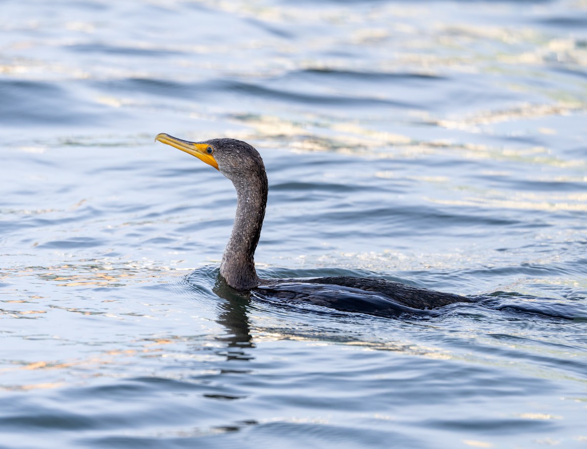 Double-crested Cormorant - ML626784810