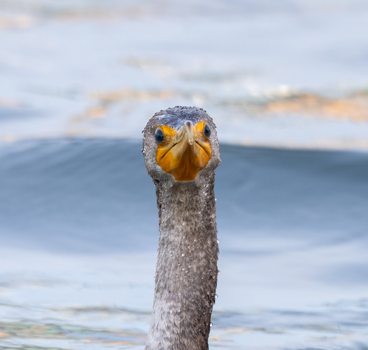 Double-crested Cormorant - ML626784812