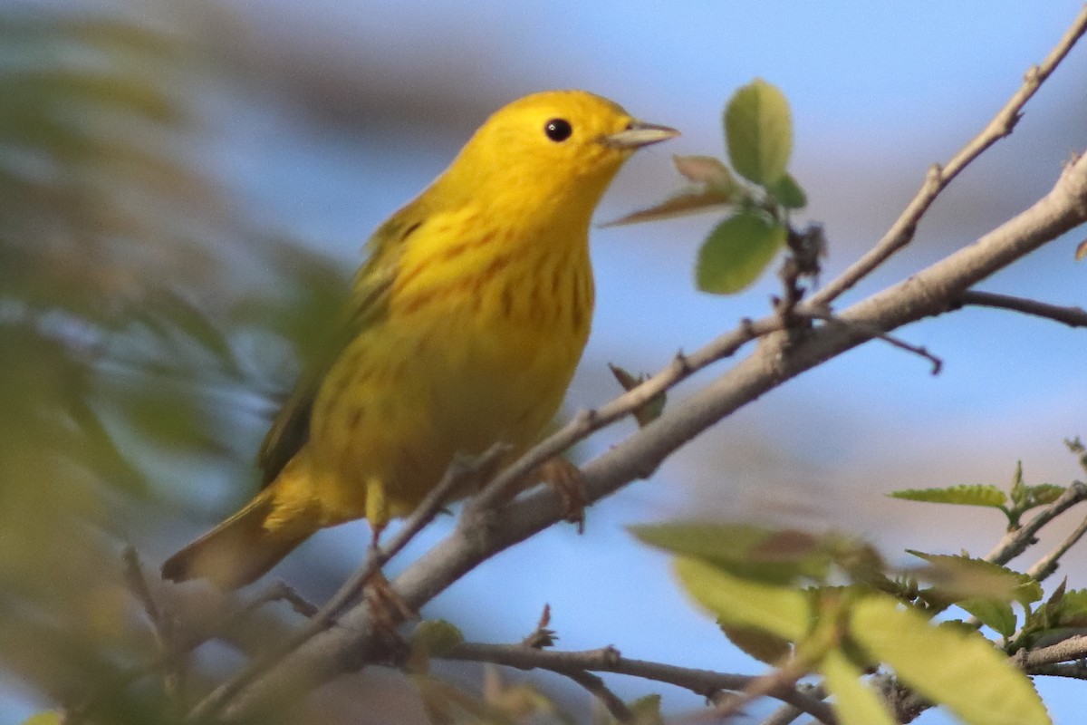 Yellow Warbler (Northern) - ML626784814